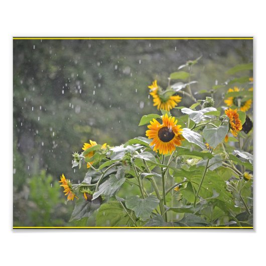 Sunflowers in Summer Rainフォトプリント フォトプリント (正面)