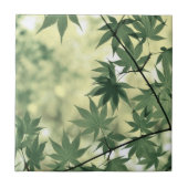 Sunlight Through Maple Leaves タイル (正面)