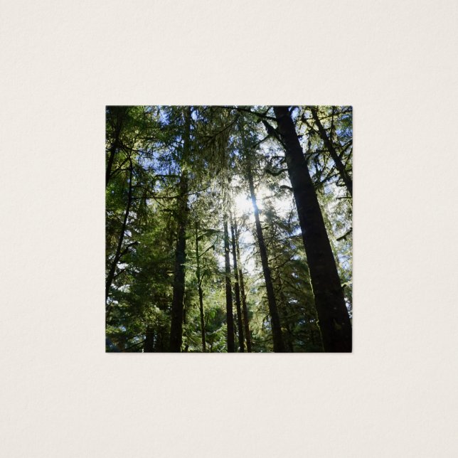 Sunlight Through Pine Trees (正面)