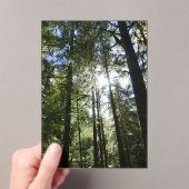 Sunlight Through Pine Trees アクリル招待状 (インサイチュ (ポータブル))