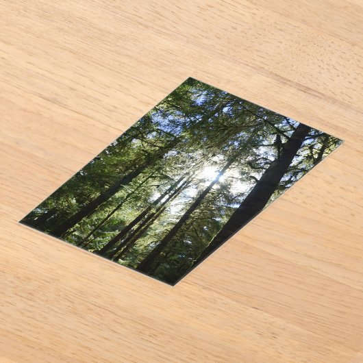 Sunlight Through Pine Trees アクリル招待状 (レイダウン)