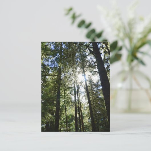 Sunlight Through Pine Trees シーズンポストカード (スタンド正面)