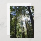 Sunlight Through Pine Trees シーズンポストカード (正面/裏面)