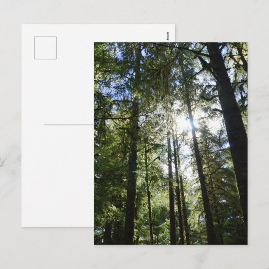 Sunlight Through Pine Trees シーズンポストカード (正面/裏面)
