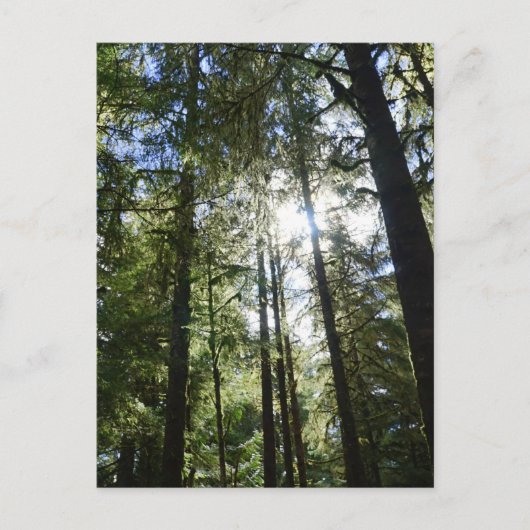 Sunlight Through Pine Trees シーズンポストカード (正面)