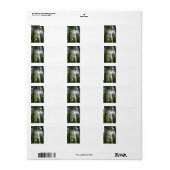 Sunlight Through Pine Trees ラベル (フルシート)