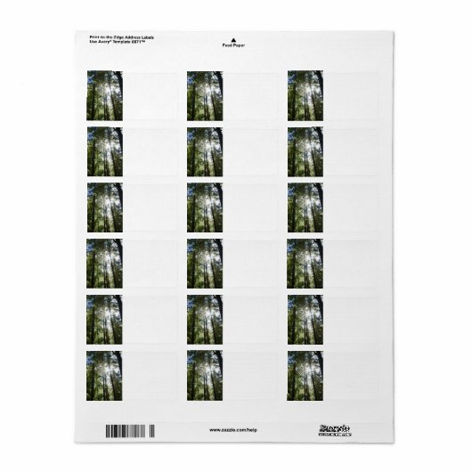 Sunlight Through Pine Trees ラベル (フルシート)