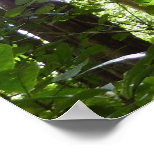 Sunlight Through Rainforest Canopy Tropical Green ポスター (角)