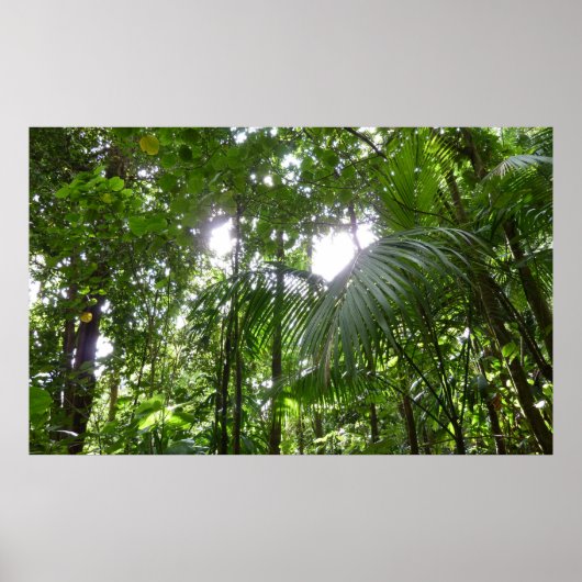 Sunlight Through Rainforest Canopy Tropical Green ポスター (正面)