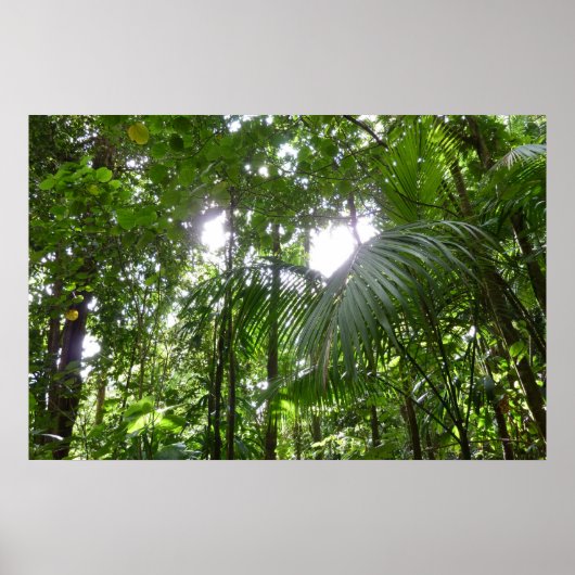 Sunlight Through Rainforest Canopy Tropical Green ポスター (正面)