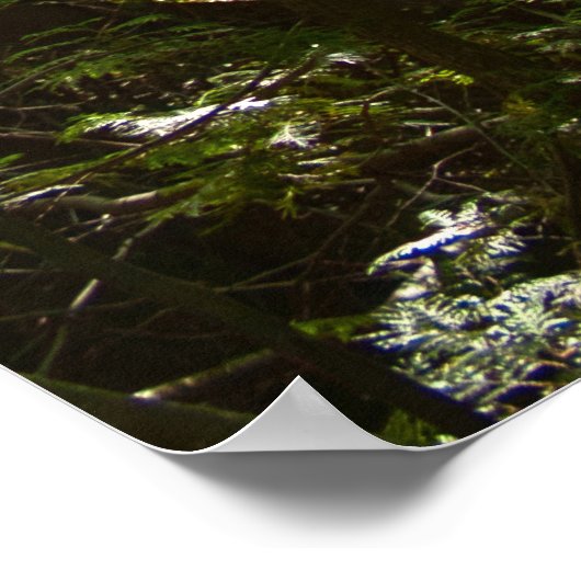 Sunlight Through the Forest Canopy ポスター (角)