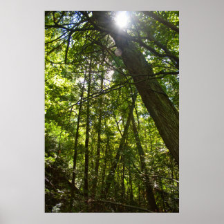 Sunlight Through the Forest Canopy ポスター