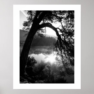 Sunlight through the Pines Poster ポスター
