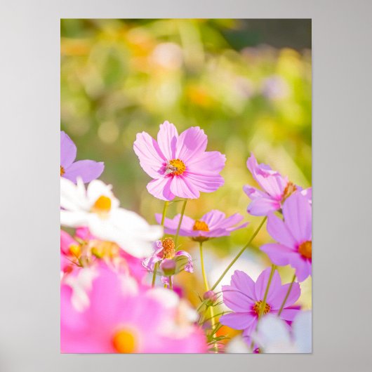 Sunlit Chorus of Pink ポスター (正面)