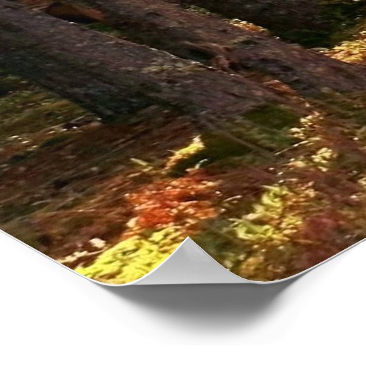 Sunlit Forest Path ポスター (角)