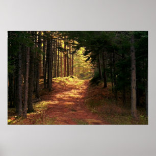 Sunlit Forest Path ポスター