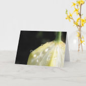 Sunlit Ivory Tulip Elegant Nature カード (黄色い花)