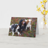 Sunnasは無頓着なチャールズ王スパニエル犬をからかいます カード (黄色い花)