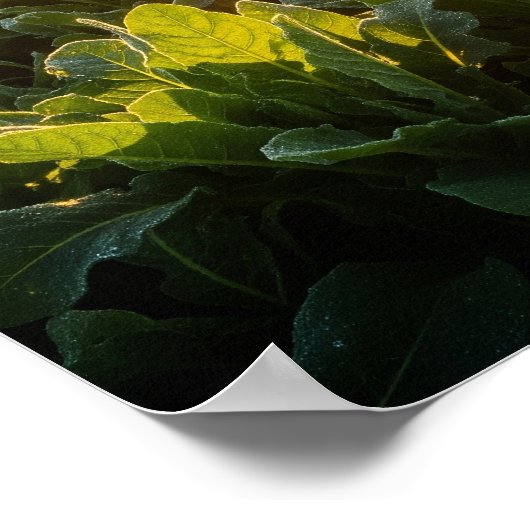 Sun's Vital Power ポスター (角)