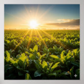 Sun's Vital Power ポスター (正面)