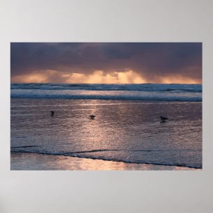 Sunset Coast Beach Birds Nature Photo ポスター