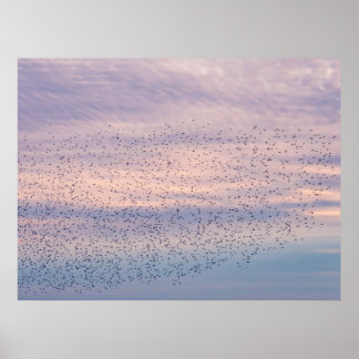 Sunset Murmuration Poster ポスター