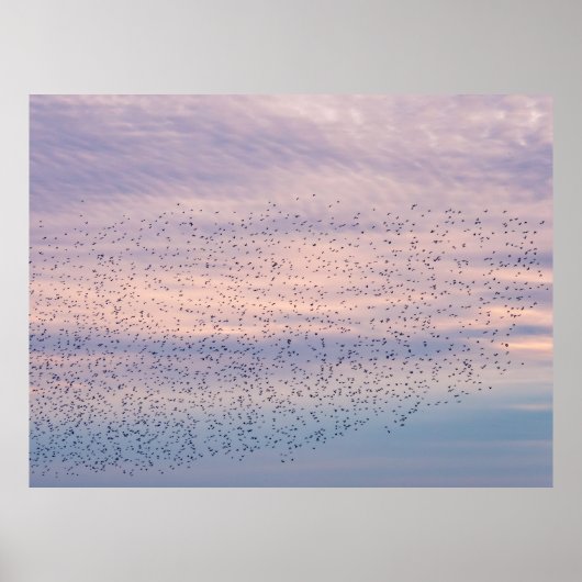 Sunset Murmuration Poster ポスター (正面)
