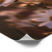 Sunset Oxeye Daisies ポスター (角)