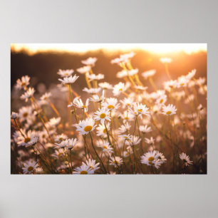 Sunset Oxeye Daisies ポスター