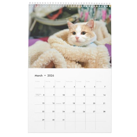 Sunset Park Cats | 2026 Calendar | Kittens カレンダー (3月 2026)