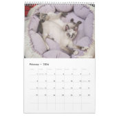 Sunset Park Cats | 2026 Calendar | Kittens カレンダー (2月 2026)