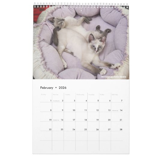 Sunset Park Cats | 2026 Calendar | Kittens カレンダー (2月 2026)