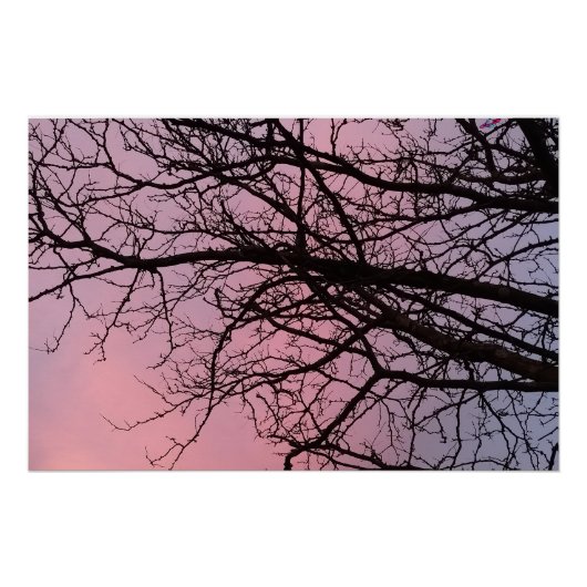 Sunset Tree Branches Photograph Planetm13 ポスター (正面)