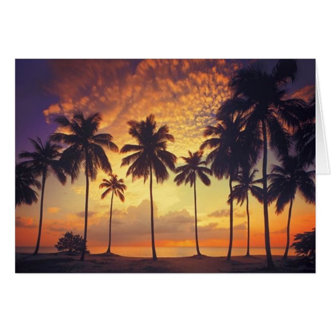 Sunsetpalm (正面横)