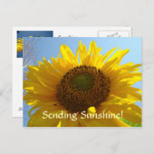 SUNSHINEポストカードヒマワリはがき休日 シーズンポストカード (正面/裏面)