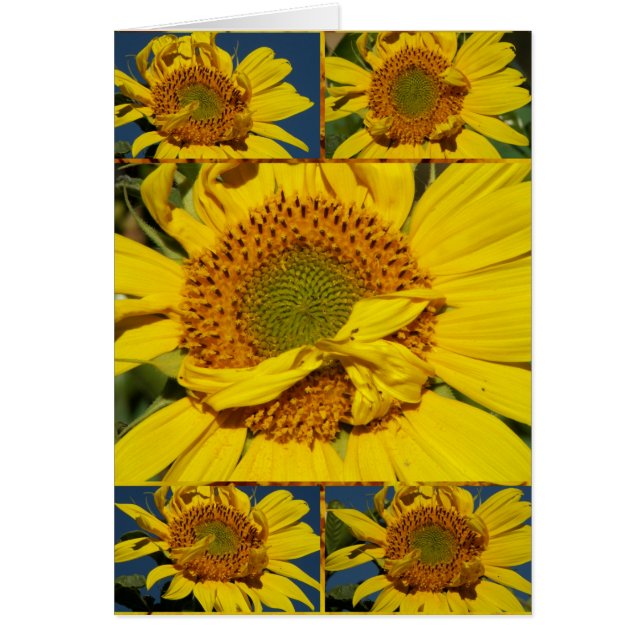 Sunshiney明るい花いっぱいの日 (正面)