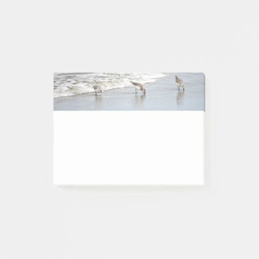 Surf 4x6ノートのビーチの鳥 ポストイット (正面)