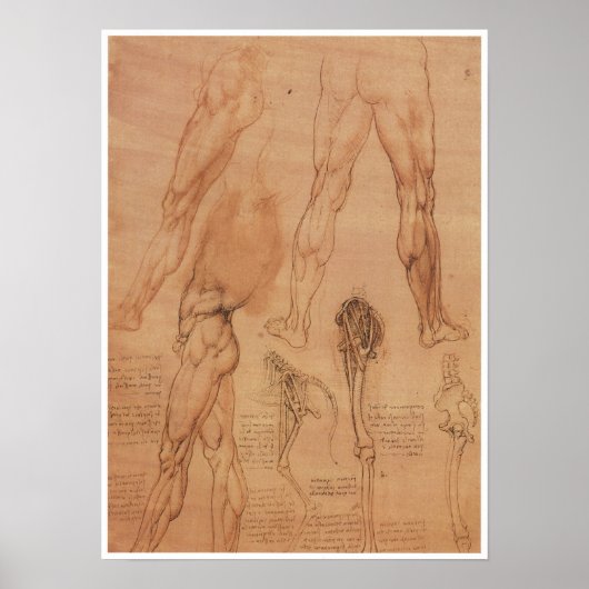 Surface Anatomy of the Lower Extremity, Da Vinci ポスター (正面)