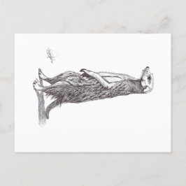 SURICATA. MEERKAT シーズンポストカード