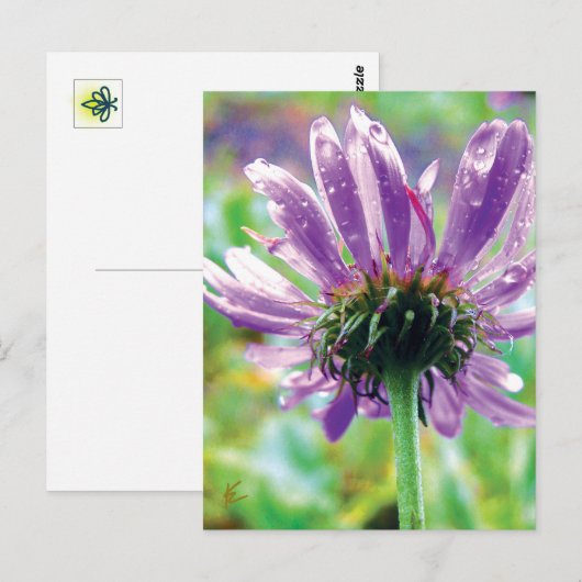 Survivor, Purple Flower with Dew ポストカード (正面/裏面)