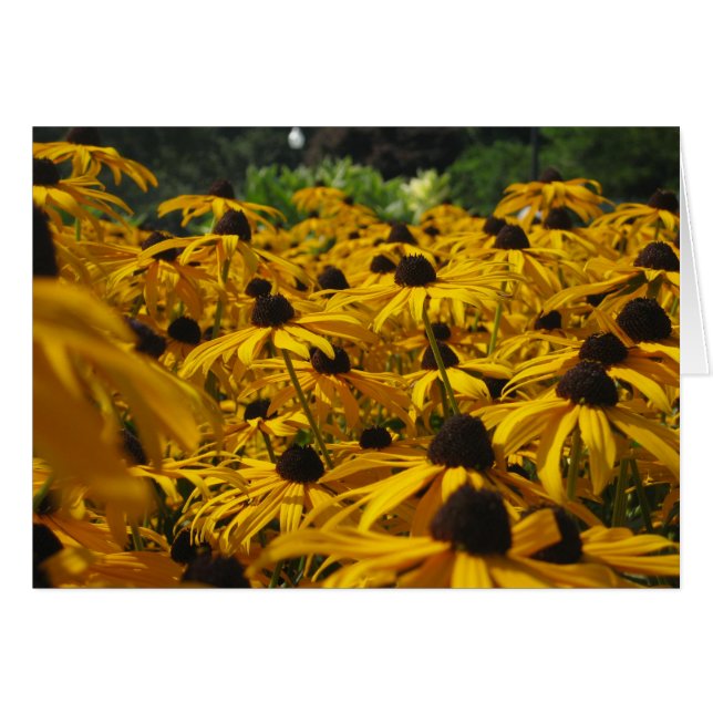 Susiesの分野 (正面横)