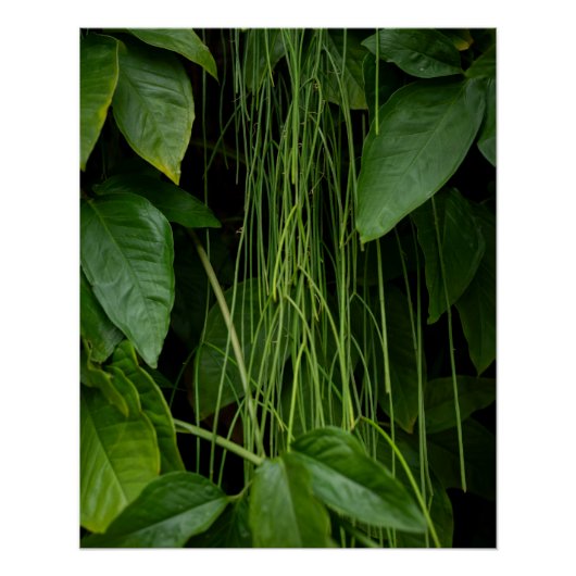 Suspended Nature ポスター (正面)