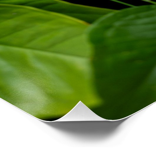 Suspended Nature ポスター (コーナー)