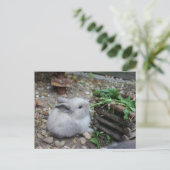 süßes Häschen, Babykaninchen das frisst :) ポストカード (スタンド正面)
