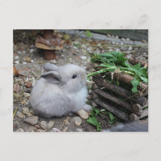 süßes Häschen, Babykaninchen das frisst :) ポストカード (正面)