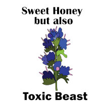 Viper's Bugloss Sweet Honey But Also Toxic Beast
