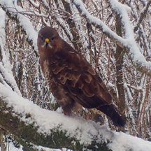Buzzard Gift Ideas For Wildlife Lovers