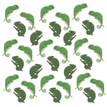 Chameleons 