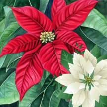 Poinsettias