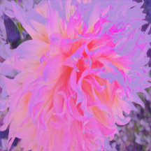 Elegant Hot Pink and Magenta Decorative Dahlia